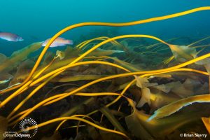新英格兰海洋奥德赛，摄影:Brian Skerry