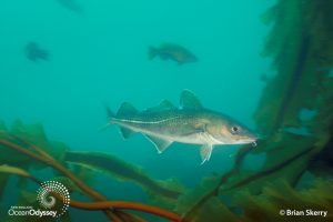 新英格兰海洋奥德赛，摄影:Brian Skerry