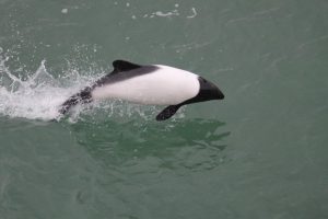 照片:巴塔哥尼亚峡湾,野生动物保护协会