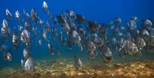 图片由摄影师克里斯蒂安·Dimitrius璀璨光辉的合作伙伴