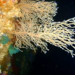 由萨斯伍德彼得(的工作)(CC冲锋队3.0 (http://creativecommons.org/licenses/by-sa/3.0)),通过维基共享