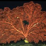 Paragorgia johnstoni,可怕的珊瑚,通常生活在平坦的峰会在北大西洋海底山。照片:莱斯•沃