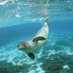 夏威夷僧海豹。照片:詹姆斯·瓦特