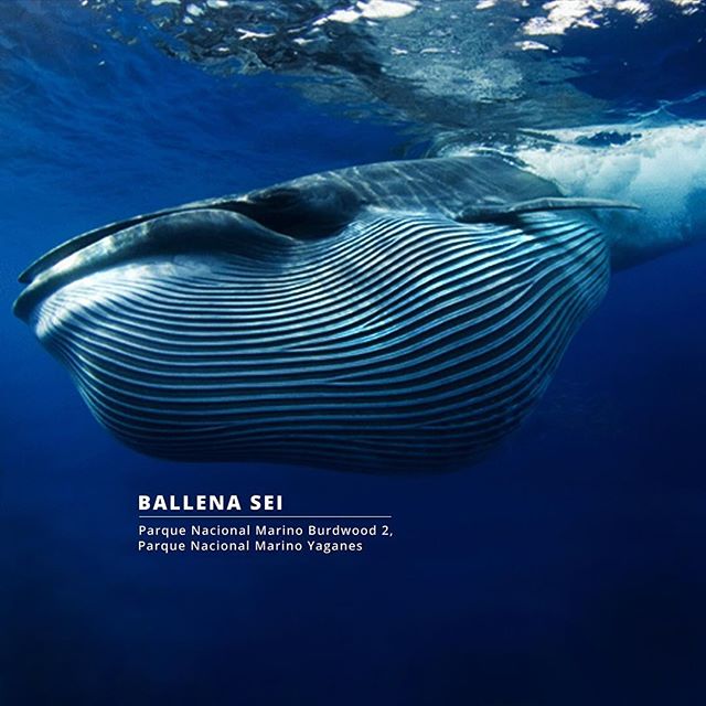 blue-sparks, namancurá-burdwood II和亚甘内斯，阿根廷