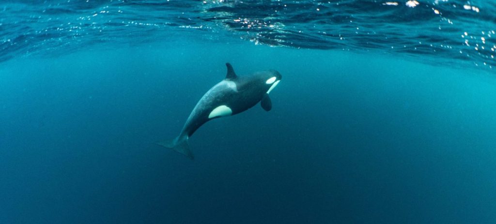 伟大的虎鲸挪威峡湾