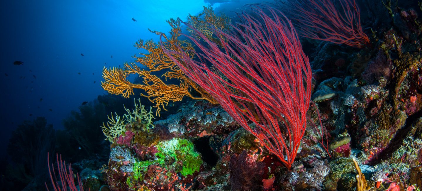 图片:Matt Curnock/珊瑚礁图片银行