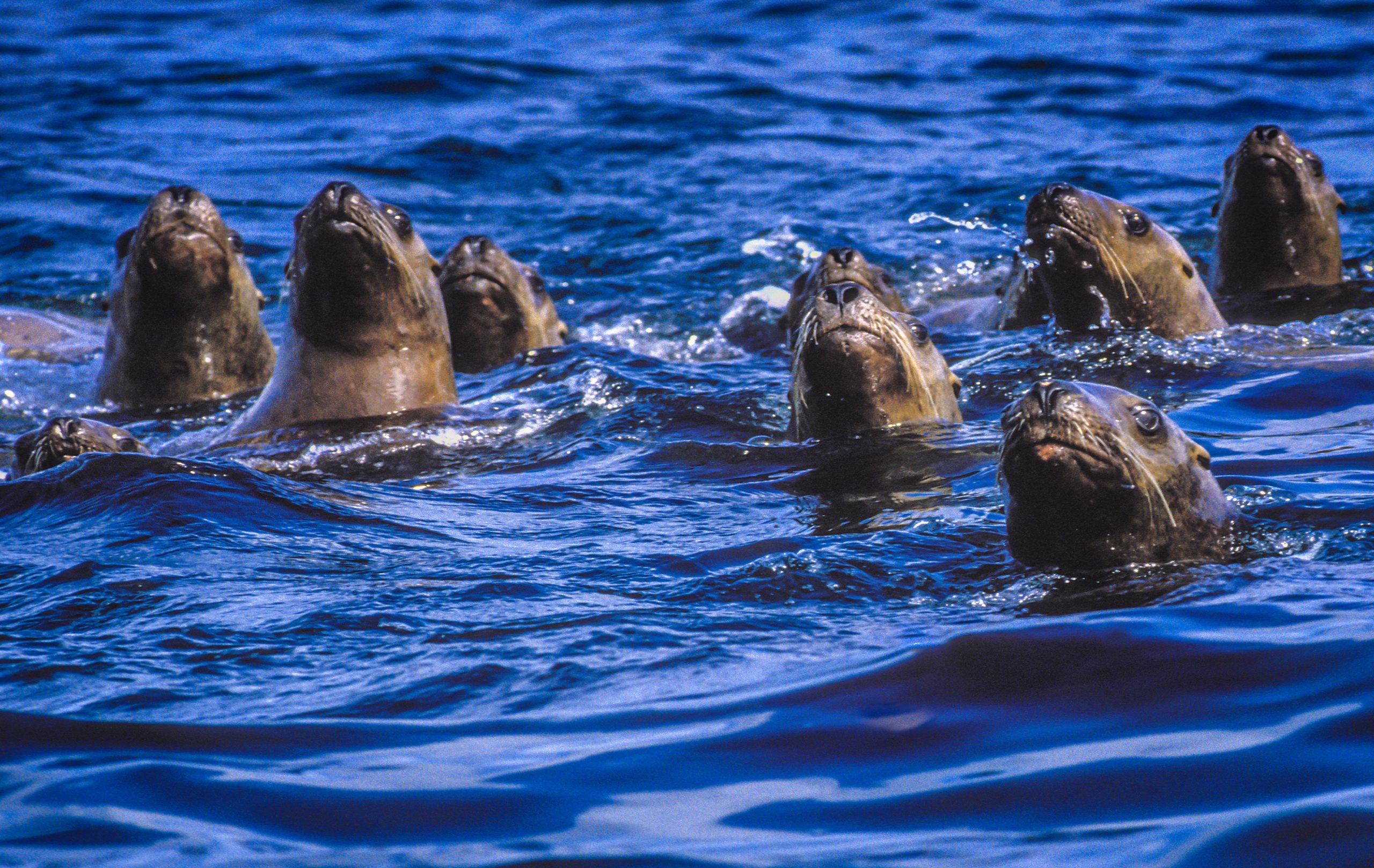 图片:杰特·布里内尔/珊瑚礁图像银行