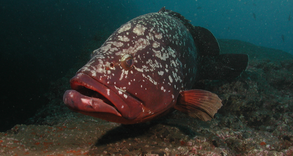 雷竞技官网dota2中国有限公司蓝色公园——岛Selvagen 2