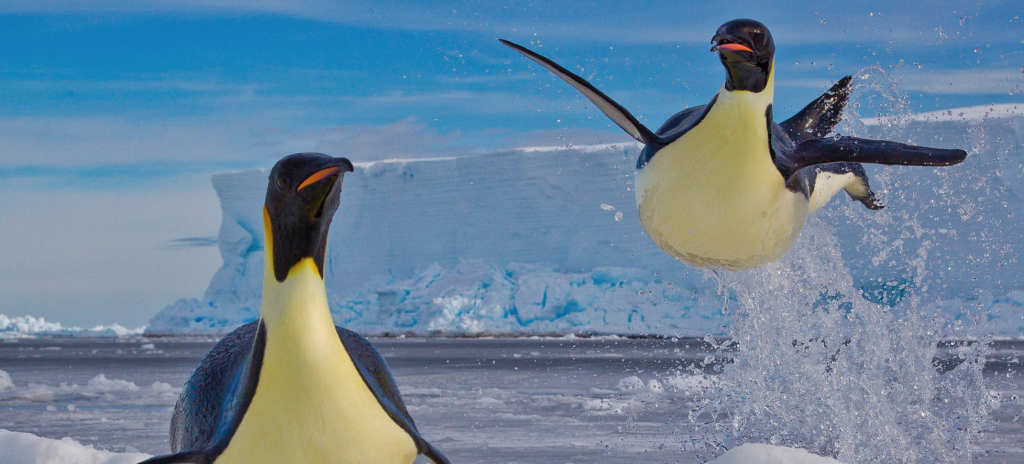 图片来源:Paul Nicklen