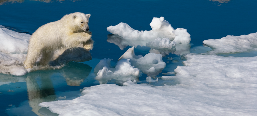 图片来源:Paul Nicklen