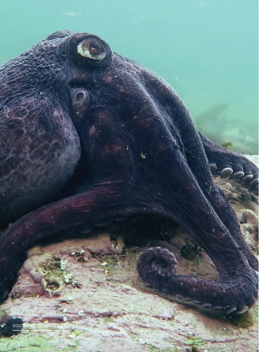 blue-sparks, namancurá-burdwood II和亚甘内斯，阿根廷