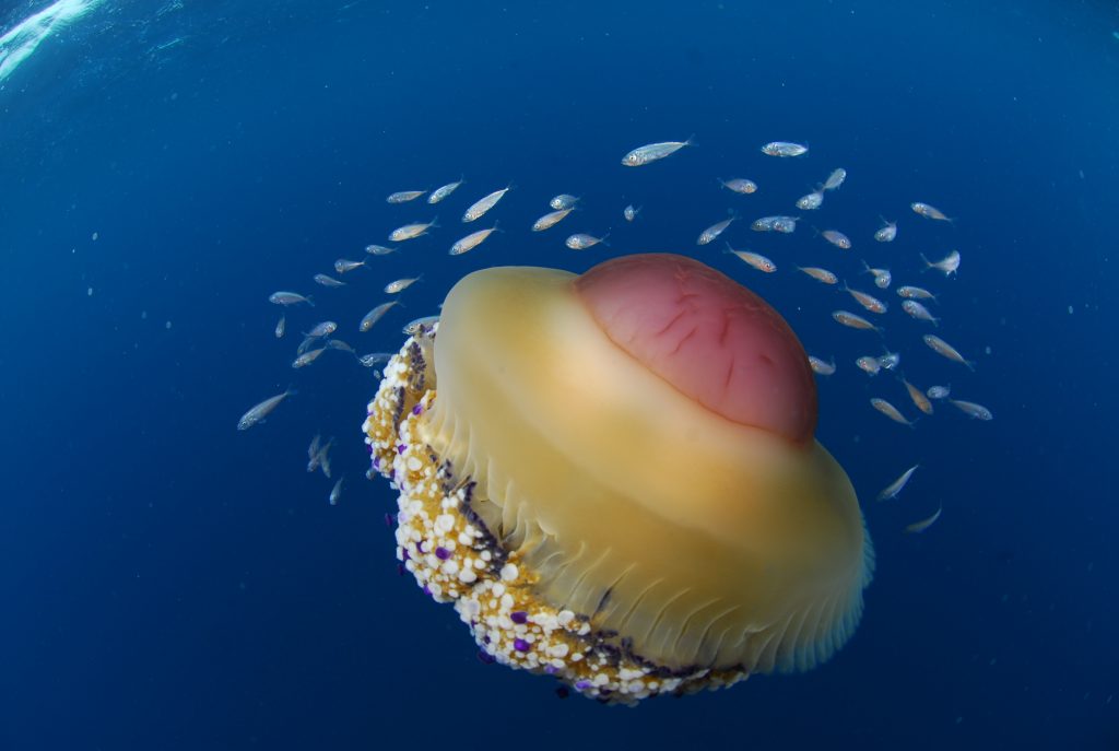 雷竞技官网dota2中国有限公司蓝色的公园——托瑞Guaceto