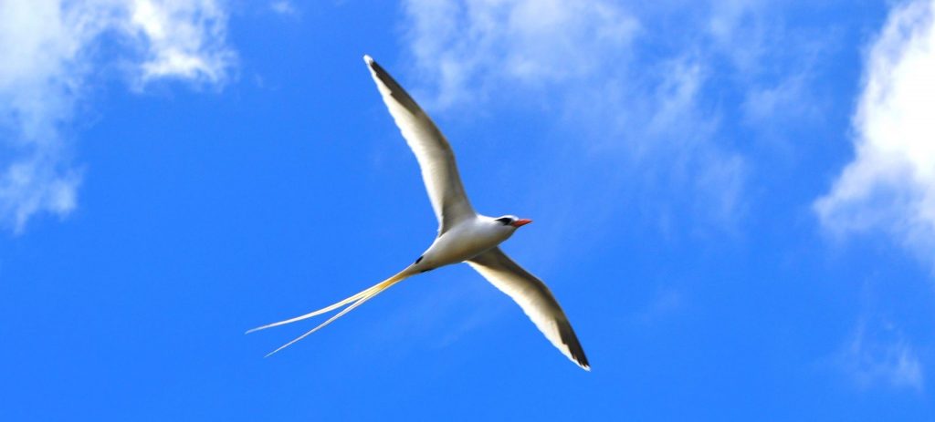 图片来源:W. Mackin