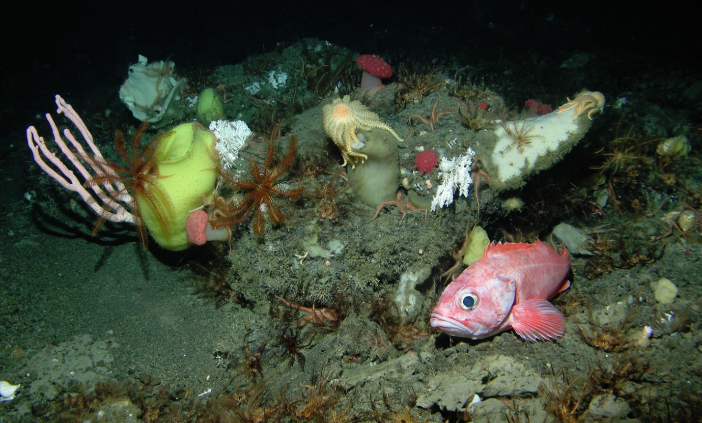 图片:美国国家海洋和大气管理局