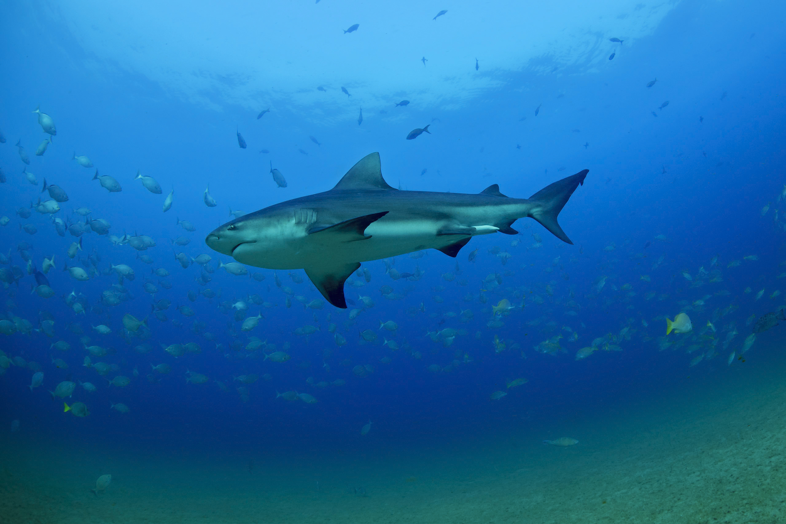 图片:Octavio Aburto