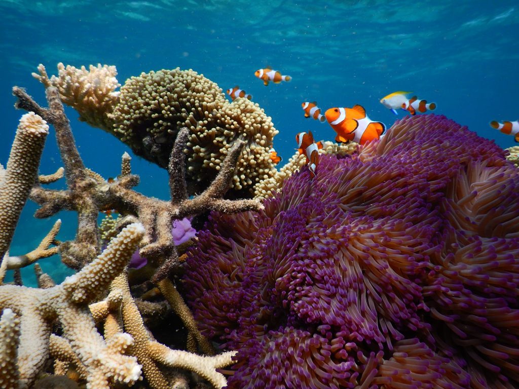 ©Burhan Herjah, Karimunjawa国家公园