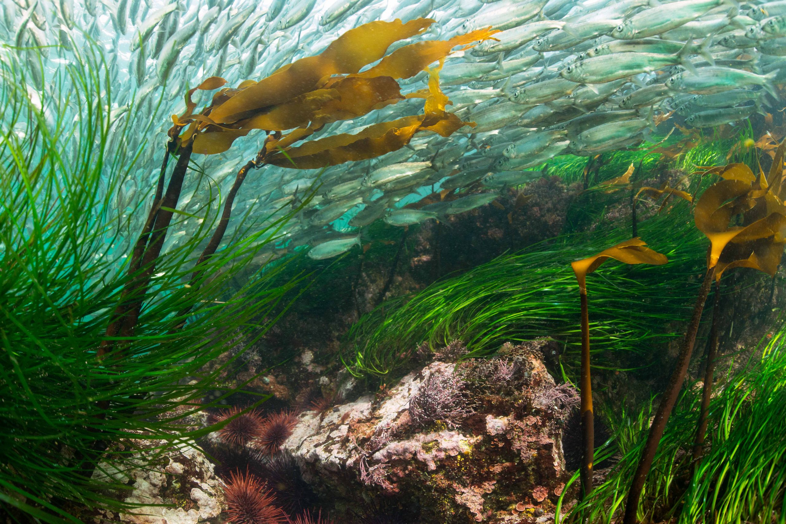 4的5个主要太平洋鲱鱼人口在加拿大西海岸了由于过度捕捞。最后reamaining可行的股票在赛利希语海仍在青蒿捕捞率20%。这个数字没有考虑生态系统的需求,忽略了无数物种依赖鲱鱼作为一个重要的食物来源。告诉渔业部长威尔金森不要杀西海岸的基础。访问我的资料的链接了解更多信息。与@pacificwild