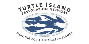 龟岛恢复网络标识